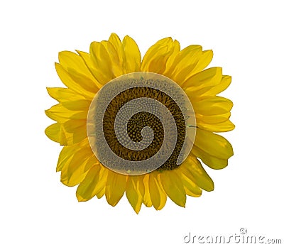 beautiful square sunflower isolated on white background Stock Photo