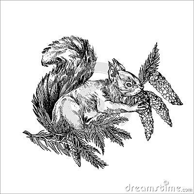 squirrel hand drawn illustration, squirrel drawing, animal, forest, tattoo design, kid drawing Vector Illustration