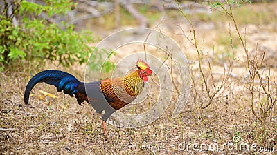 Beautiful Sri Lankan jungle fowl foraging the Forests of Yala national park, endemic and national bird of Sri Lanka Stock Photo