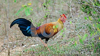 Beautiful Sri Lankan junglefowl foraging at Yala national park, the colorful national bird of Sri Lanka Stock Photo