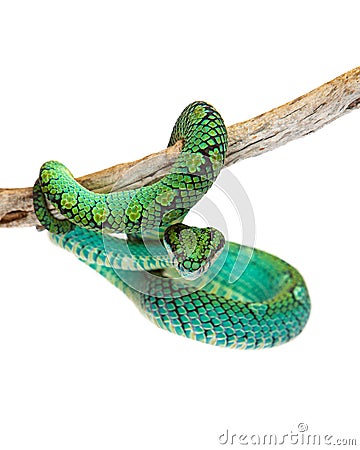 Beautiful Sri Lankan Palm Viper Stock Photo