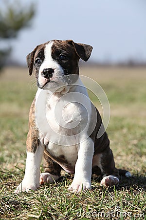 Beautiful Stafford puppy sitting in the grass Stock Photo