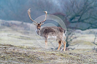 Beautiful stag in Dutch dunes Stock Photo