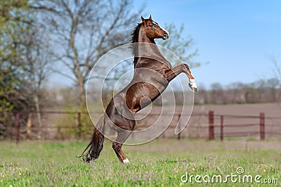 Beautiful stallion Thoroughbred breed, great-grandson of Secretariat Stock Photo