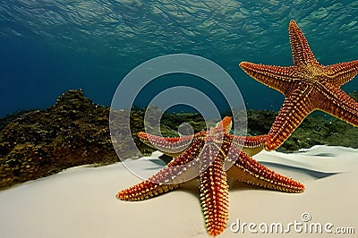 Huge starfish on the sea floor beneath sparkling blue waters Stock Photo