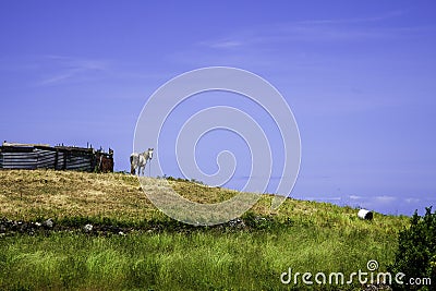 Beautiful stately and drawn gray horse on the horizon of a high meadow on the island of Sao Jorgen, Azores archipelago. Stock Photo