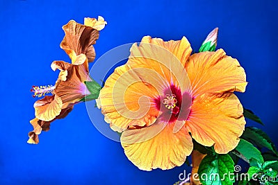 Beautiful stately red flowers on the hibiscus shrub Stock Photo