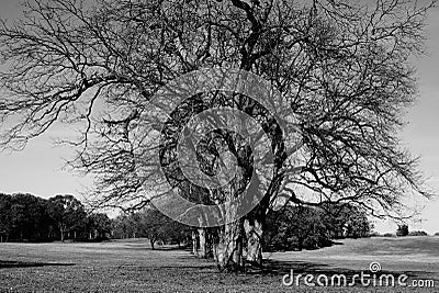 Beautiful Stately Tree Stock Photo