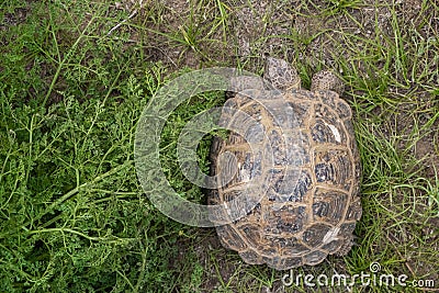 Beautiful steppe tortoise on green grass in steppe. Stock Photo