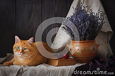 A beautiful still-life with a cat and a bouquet of lavender on a table. Stock Photo