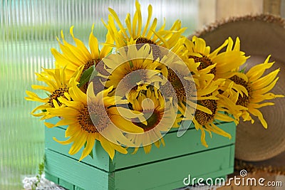 Beautiful still life with sunflowers in the garden. Stock Photo