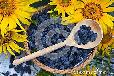 Beautiful still life with sunflowers and blue honeysuckle berry. Stock Photo