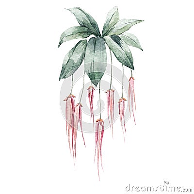 Beautiful stock floral illustration with hand drawn watercolor exotic jungle Orchid dynasty flowers. Cartoon Illustration