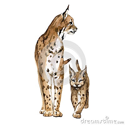 Beautiful vector stock illustration with hand drawn watercolor forest wild lynx animal with baby. Clip art image. Vector Illustration