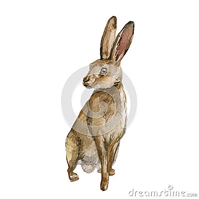 Beautiful stock illustration with hand drawn watercolor forest wild rabbit animal. Clip art image. Cartoon Illustration