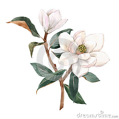 Beautiful stock illustration with hand drawn watercolor gentle white magnolia flowers. Cartoon Illustration