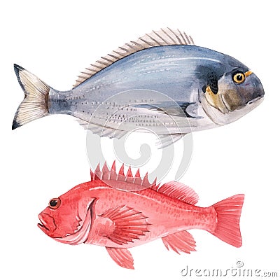 Beautiful stock illustration with watercolor hand drawn sea bass and dorado fish. Cartoon Illustration