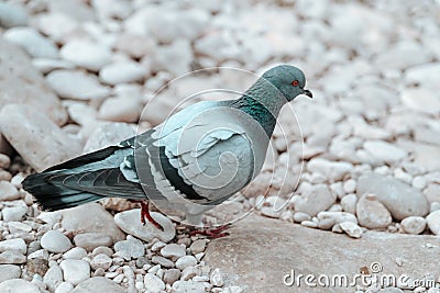 Pigeon on a Pebble Ground Stock Photo