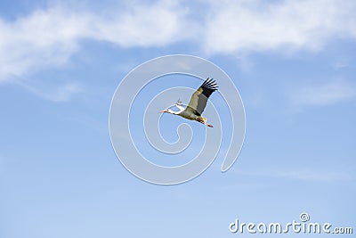 Beautiful stork in flight against the background of blue sky Stock Photo