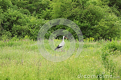 Beautiful stork in green meadow. Stock Photo