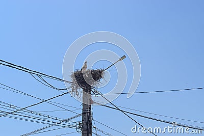 Beautiful stork in her nest on the electricity pillar against the blue sky Stock Photo