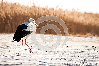 Beautiful stork at the park Stock Photo