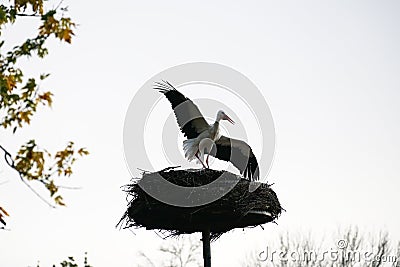 Beautiful stork standing on the nest Stock Photo