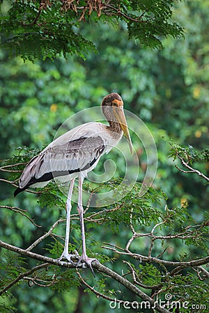 Beautiful stork standing on top of tree Stock Photo