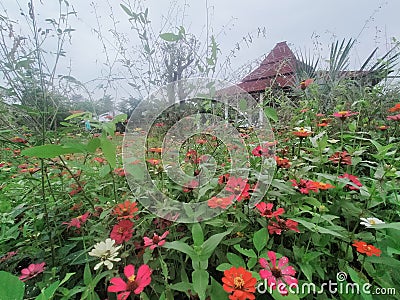 Beautiful Story flower n Stock Photo