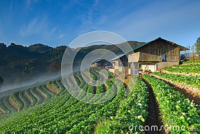 Beautiful strawberry farm and thai farmer house on hill Stock Photo