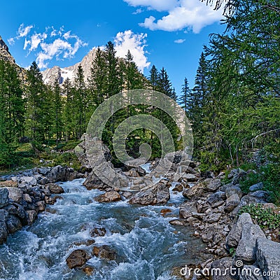 A beautiful stream in the alpine forest Stock Photo