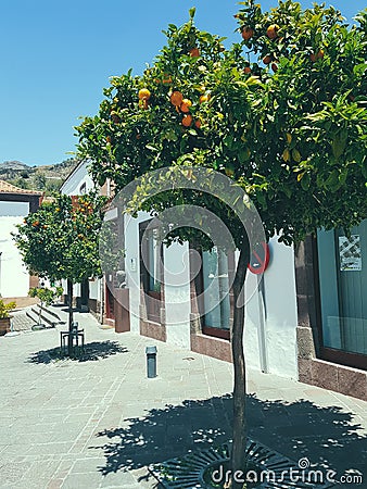 beautiful street with orange trees. Spanish street Stock Photo