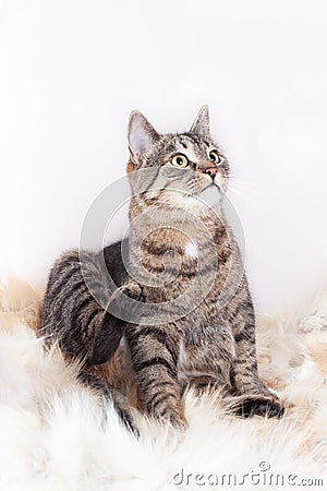 Beautiful striped cat sits on a fur rug and looks up. isolated on white background Stock Photo