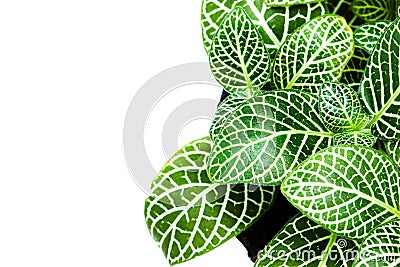 Beautiful striped leaf ornamental plants close up on white background Stock Photo
