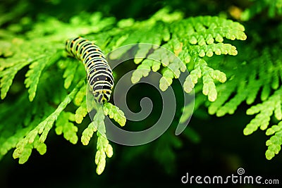 Beautiful striped Swallowtail butterfly caterpillar sits on green branch of western thuja. Macro caterpillar of Papilio machaon bu Stock Photo