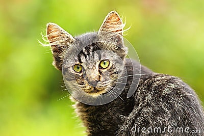 Beautiful stripped kitten Stock Photo