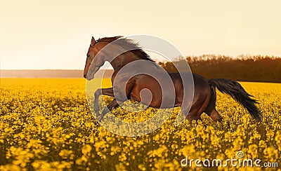 Beautiful strong horse galloping, jumping in a field of yellow flowers of against the sunset Stock Photo