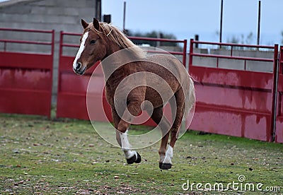Percheron horse running in spain Stock Photo