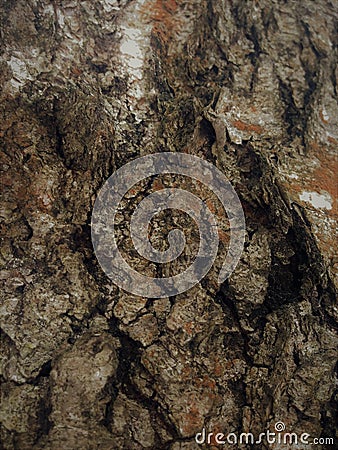 Beautiful structural surface of the bark on different trees. Just bark on a tree. Stock Photo
