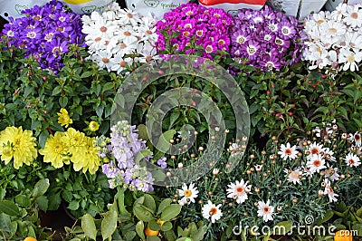 Beautiful and stunning colorful flowers and plants Editorial Stock Photo