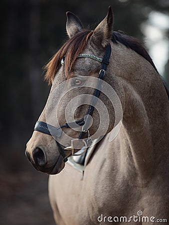 Beautiful stunning show jumping gelding horse with bridle and browband with beads in forest in autumn Stock Photo