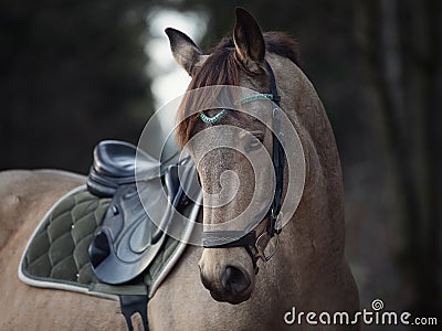 beautiful stunning show jumping gelding horse with bridle and browband with beads in forest in autumn Stock Photo