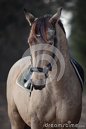 Beautiful stunning show jumping gelding horse with bridle and browband with beads in forest in autumn Stock Photo