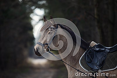 Beautiful stunning show jumping gelding horse with bridle and browband with beads in forest Stock Photo