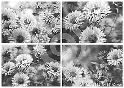 Beautiful stylized collage, black and white photo. Autumn Flower - Chrysanthemum Stock Photo