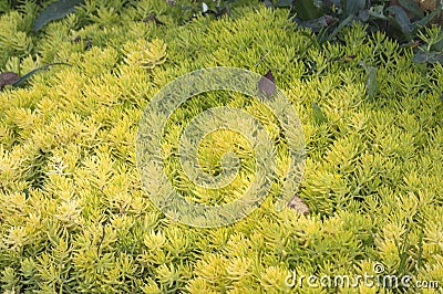 Beautiful succulent groundcover Sedum reflexum Stock Photo