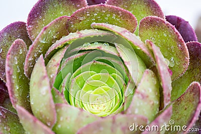 Beautiful succulent plant closeup Editorial Stock Photo