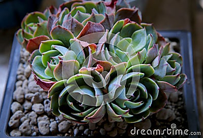 Beautiful succulent planting in little garden Stock Photo