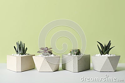 Beautiful succulent plants in stylish flowerpots on table against green background, space for text. Home Stock Photo