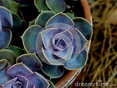 Beautiful succulents Stock Photo